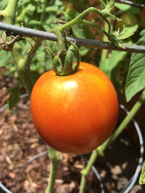 Tomato on the vine