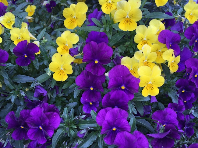 Pansies