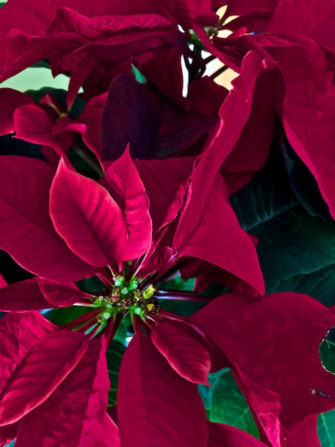 poinsettia