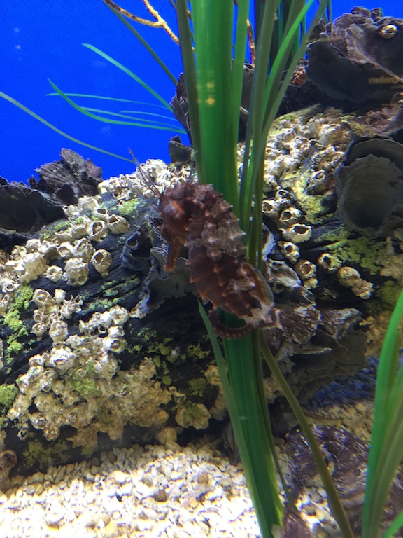 Seahorse 3