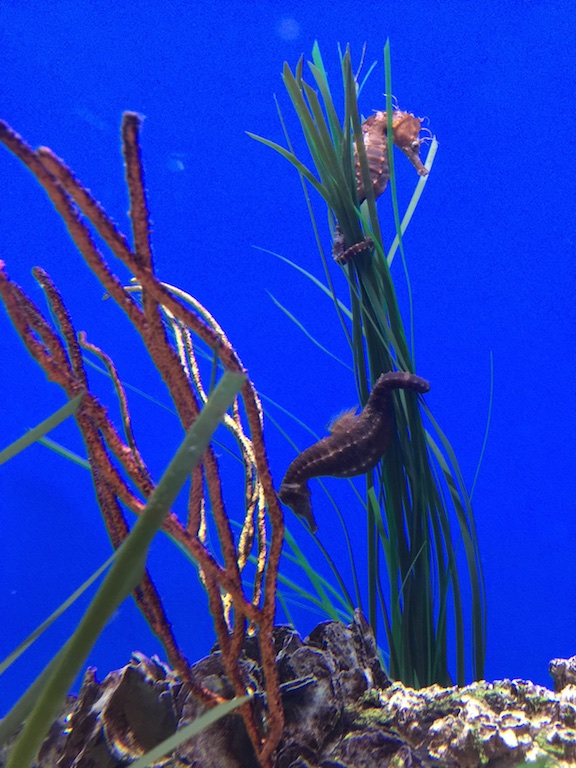 Pine Knoll Shores Aquarium Seahorses